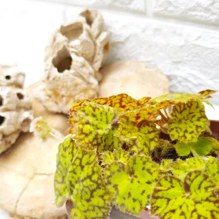 Begonia Rex 'Marmaduke'