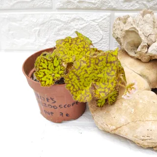 Begonia Rex 'Marmaduke'