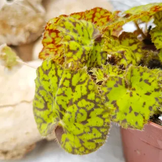 Begonia Rex 'Marmaduke'