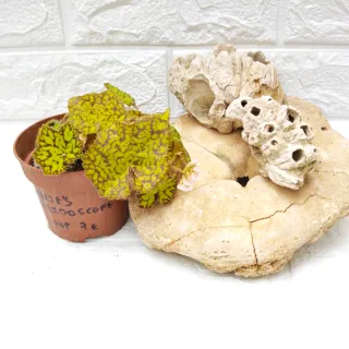 Begonia Rex 'Marmaduke'