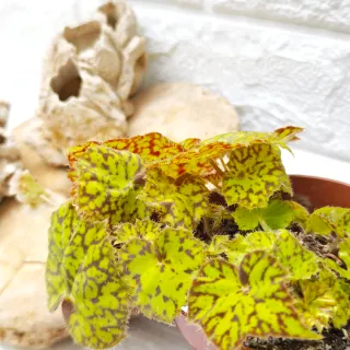 Begonia Rex 'Marmaduke'