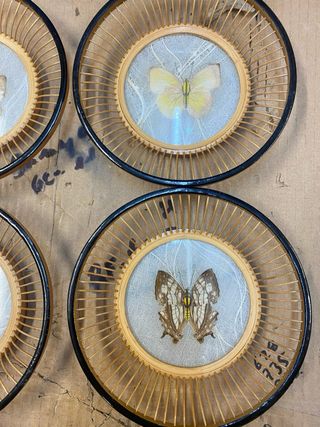 Posavasos japoneses bambú mariposas vintage