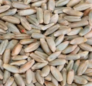 Centeno Híbrido Ecológico