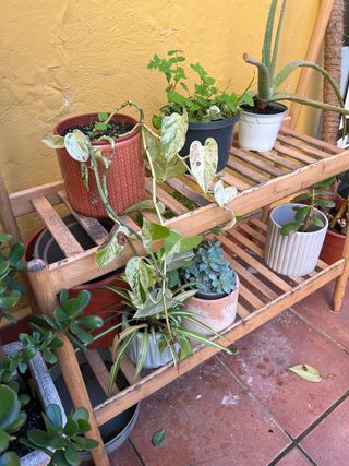 Estantería para plantas de bambú