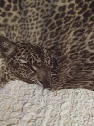 Maglia vintage stampa leopardo