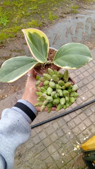 Lote Hoya y Purpuratus