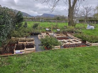 Espino amarillo 'Sunny Star'