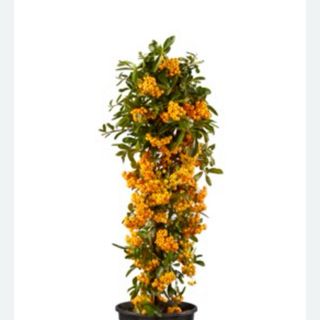 Espino amarillo 'Sunny Star'