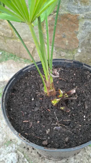 Trachycarpus fortunei - Palmera