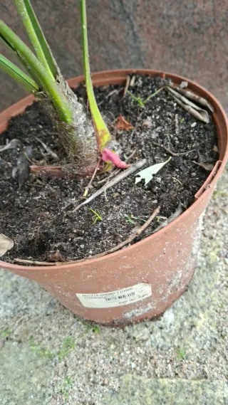 Palmera Trachycarpus fortunei