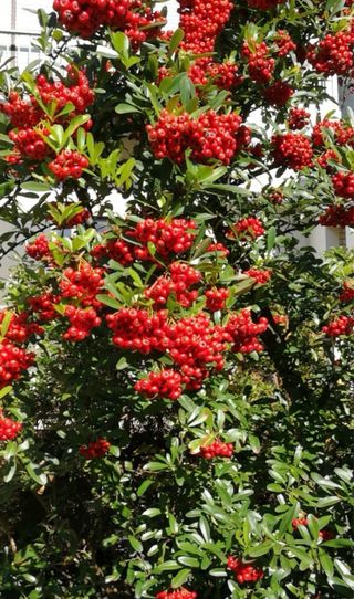 Pack espinos de fuego varios colores. 6 plantas