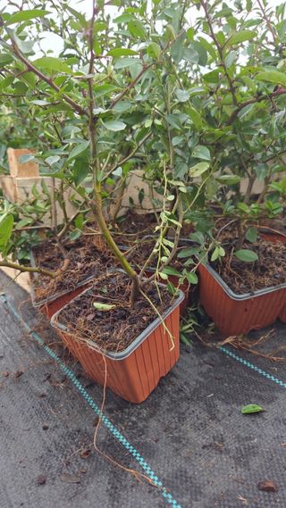 Pack espinos de fuego varios colores. 6 plantas