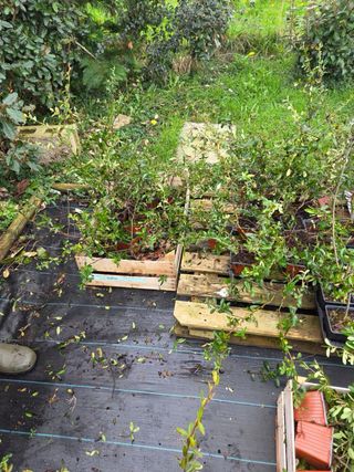 Pack espinos de fuego varios colores. 6 plantas