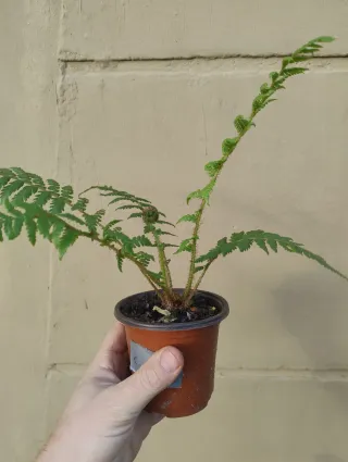 Helecho arborescente Cyathea.