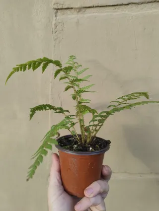 Helecho arborescente Cyathea