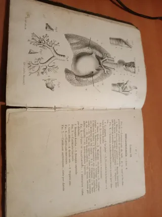 Anatomia descriptiva