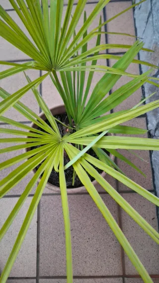 Trachycarpus fortunei