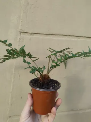 Helecho arborescente Dicksonia antarctica