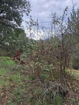 Finca rústica en Valdehor. San Martín de Valdeigle