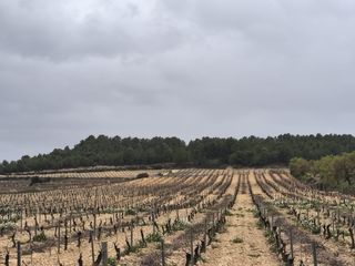 Viña en Las Monjas - 6.5 Ha