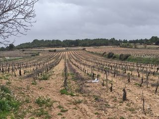 Viña en Las Monjas - 6.5 Ha