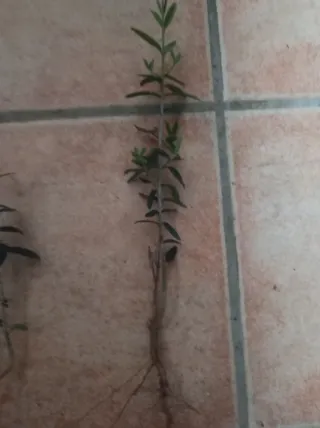 5 Plantones de Olivo Olea europaea.