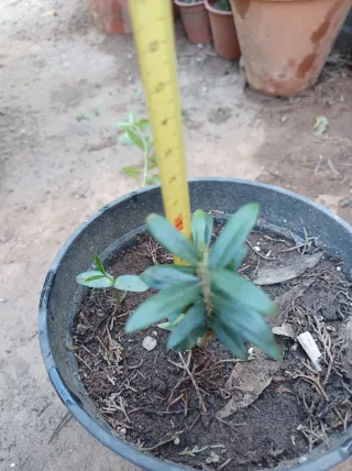 5 Plantones de Olivo Olea europaea.