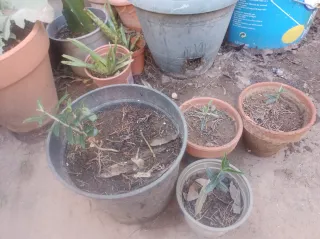 5 Plantones de Olivo Olea europaea.