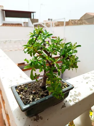 Bonsái Piracanta
