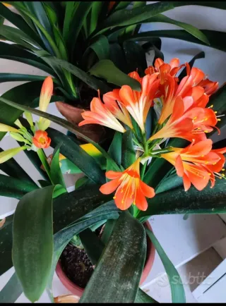 Piante di Clivia in vaso