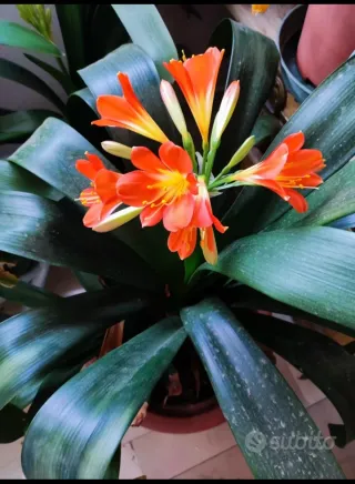 Piante di Clivia in vaso