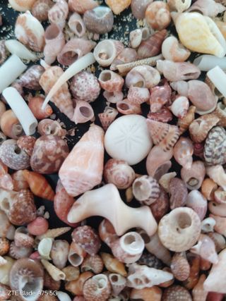 Conchas marinas para manualidades