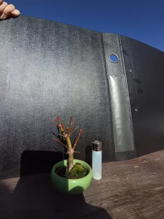 Mini bonsai Arce Palmatum Yamamomilly