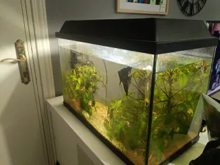 Acuario 80L completo
