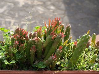 Olympus E-510 Fotocamera reflex Digitale-Difettosa