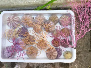 Conjunto de Erizos Marinos Decorativos