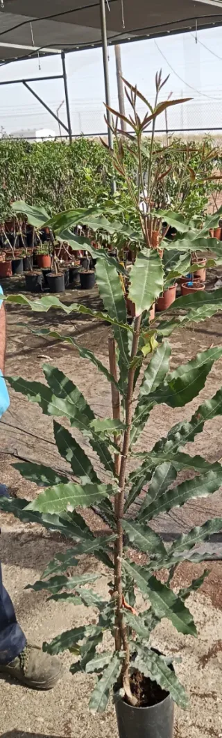 Se envían frutales tropicales