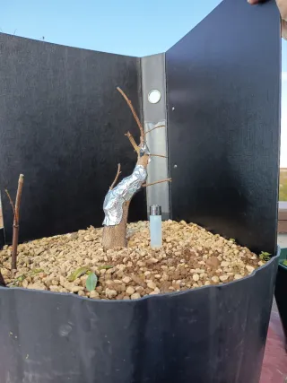 Prebonsai Arme Burgueriano