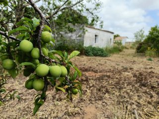 PARCELA SEGREGADA EN CHICLANA