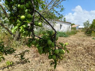 PARCELA SEGREGADA EN CHICLANA