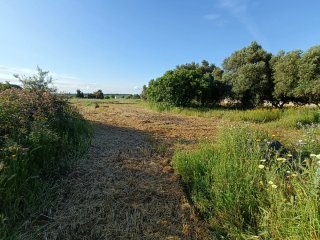 PARCELA SEGREGADA EN CHICLANA