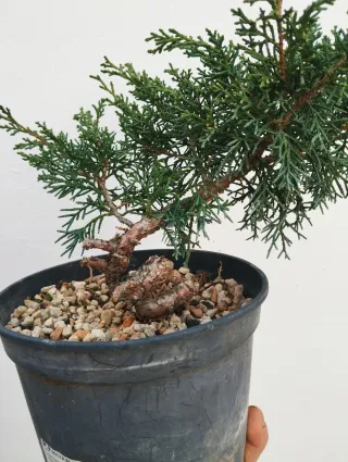 Bonsái Junípero Chinensis Itoigawa