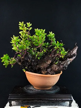 bonsai madroño