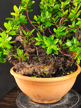bonsai madroño