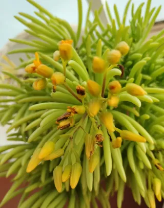 Sanecio Barbertonicus