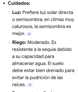 Planta suculenta 47 cm altura