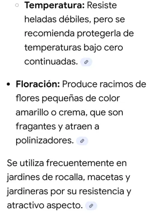 Planta suculenta 47 cm altura