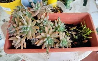 Suculentas en maceta marrón