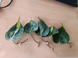 Talea Philodendron Scandens Brasil