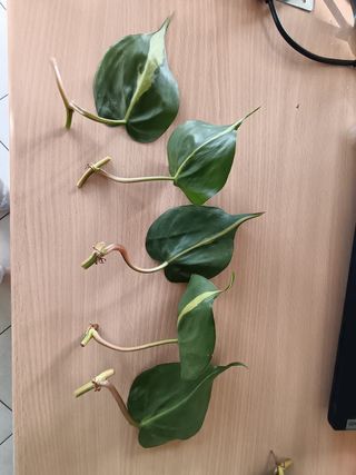Talea Philodendron Scandens Brasil